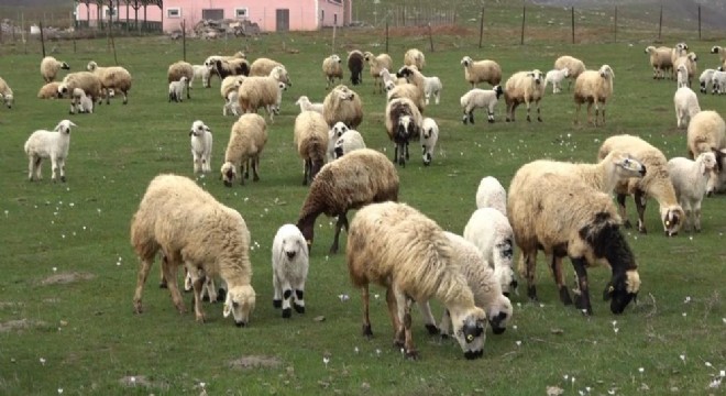 Muş Ovası kuzular ile şenlendi